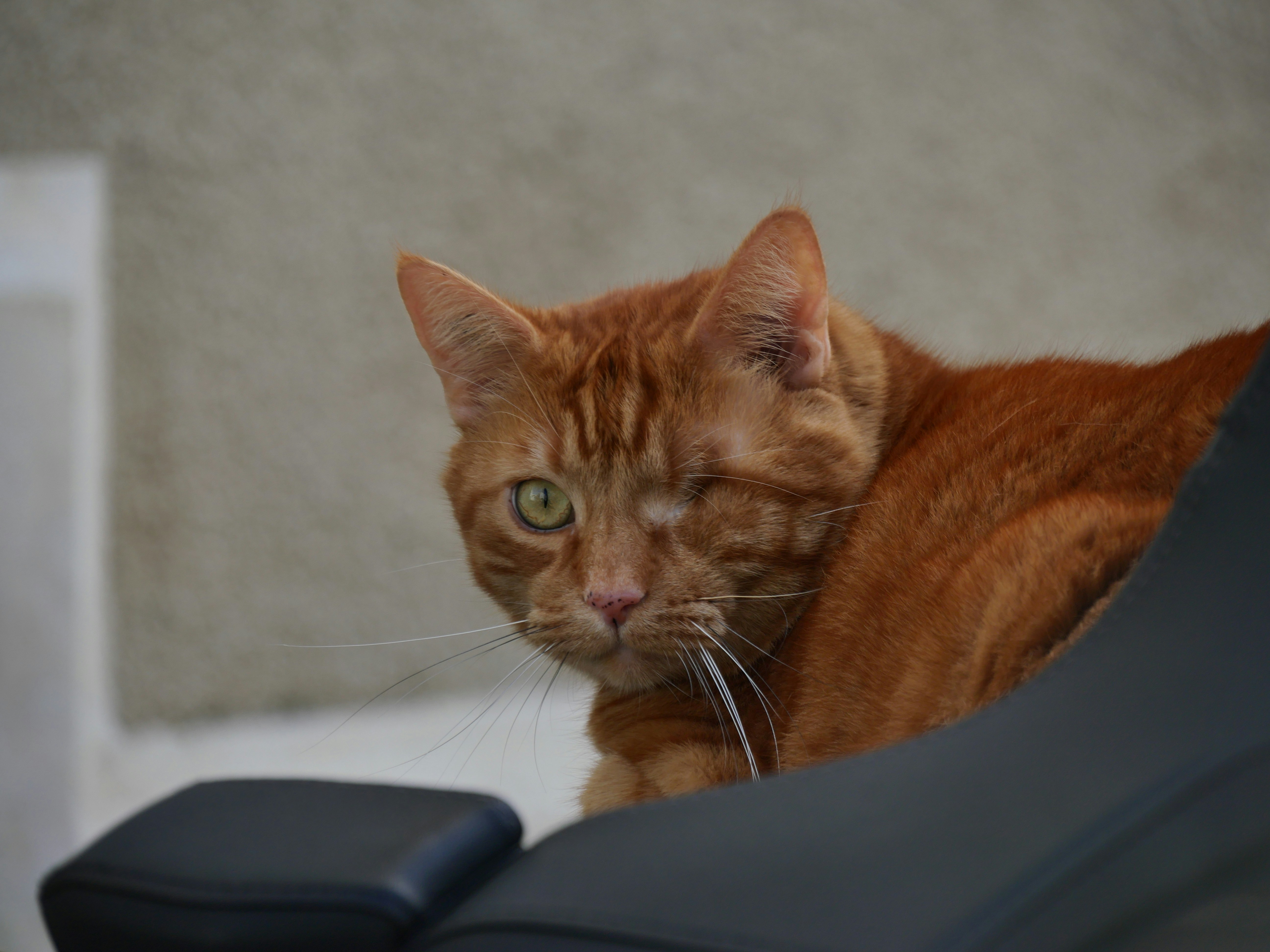 Orange Tabby Cat On Blue Textile Photo Free La Rochelle Image On Unsplash