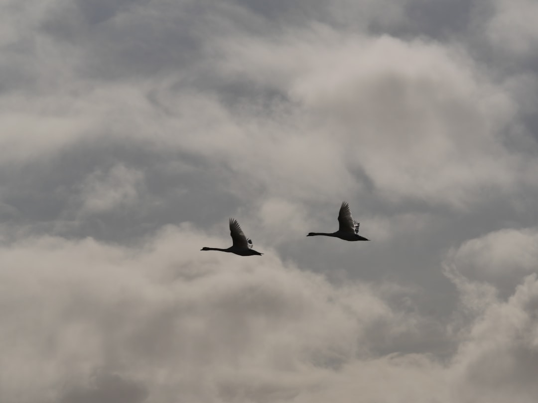 two birds flying under white clouds during daytime