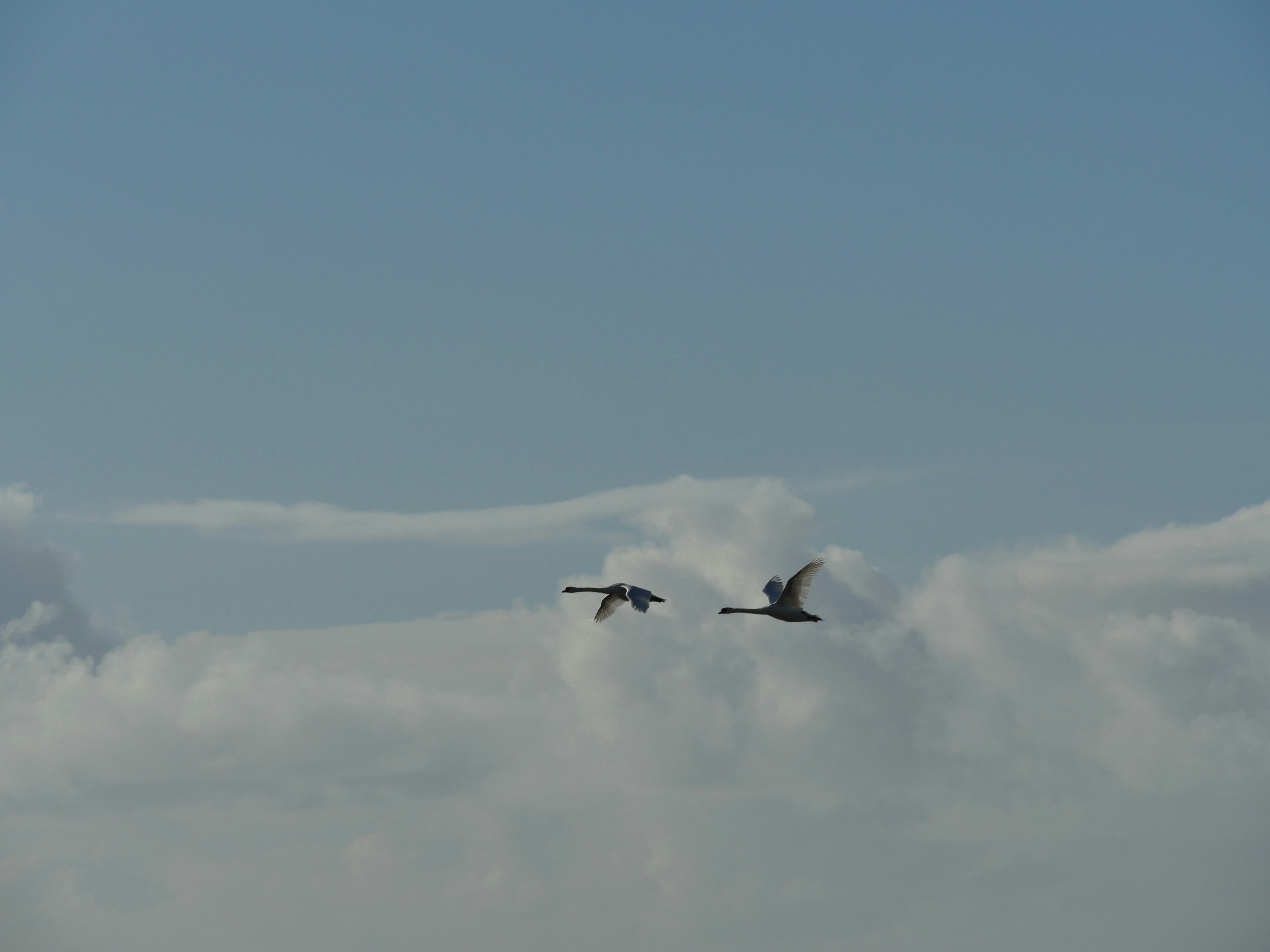 Zwei Vögel, die tagsüber unter blauem Himmel fliegen
