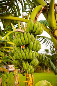 green banana fruit during daytime