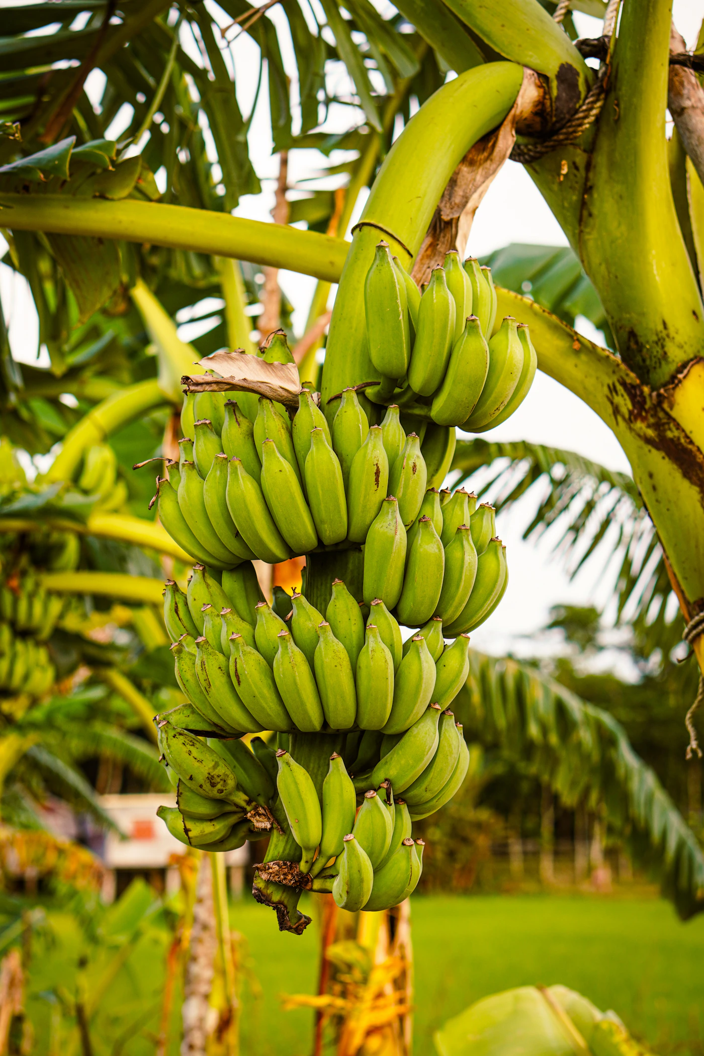 A healthy bunch of green bananas growing on a banana plant