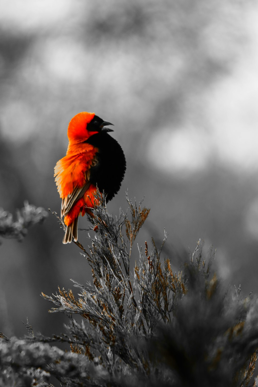 red cardinal perched on brown grass during daytime