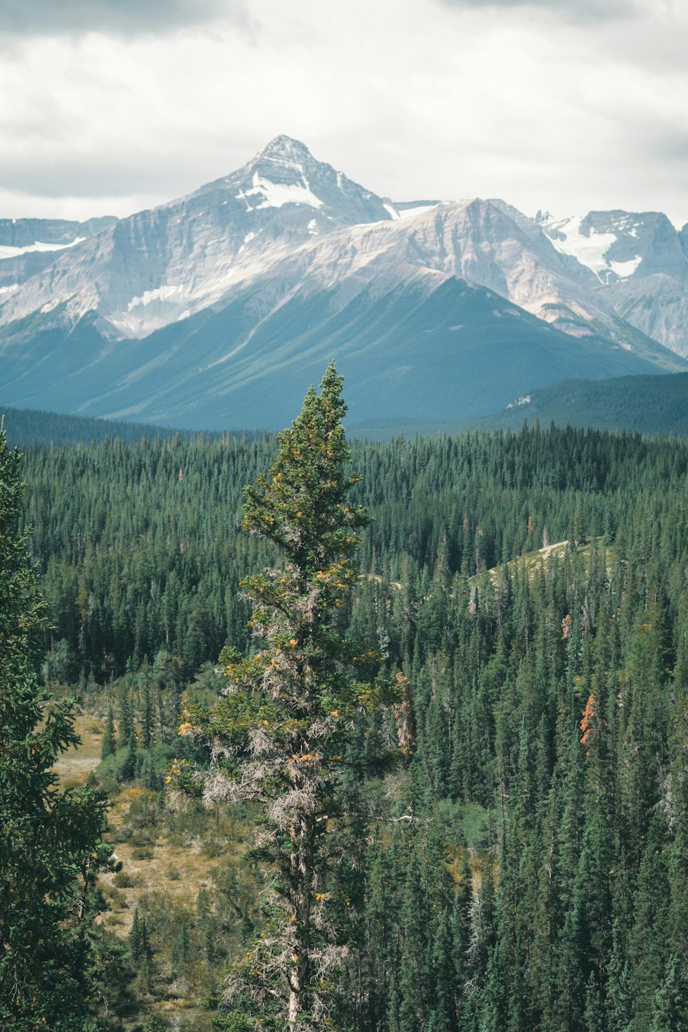 pins verts près d’une montagne enneigée pendant la journée