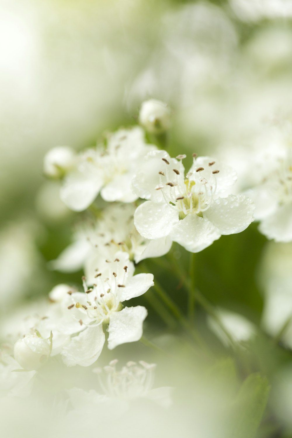 white flower in macro shot