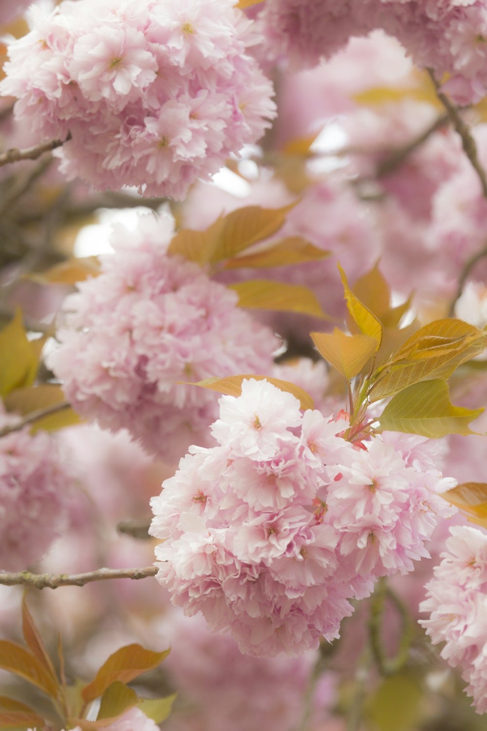 pink and white flowers in tilt shift lens