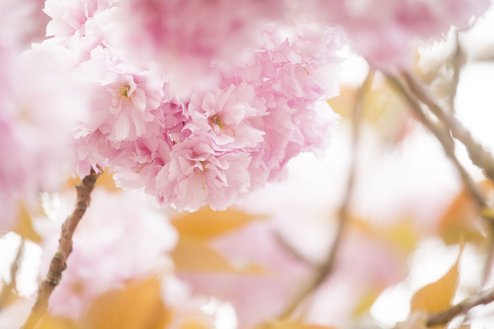 pink and white flower in macro shot