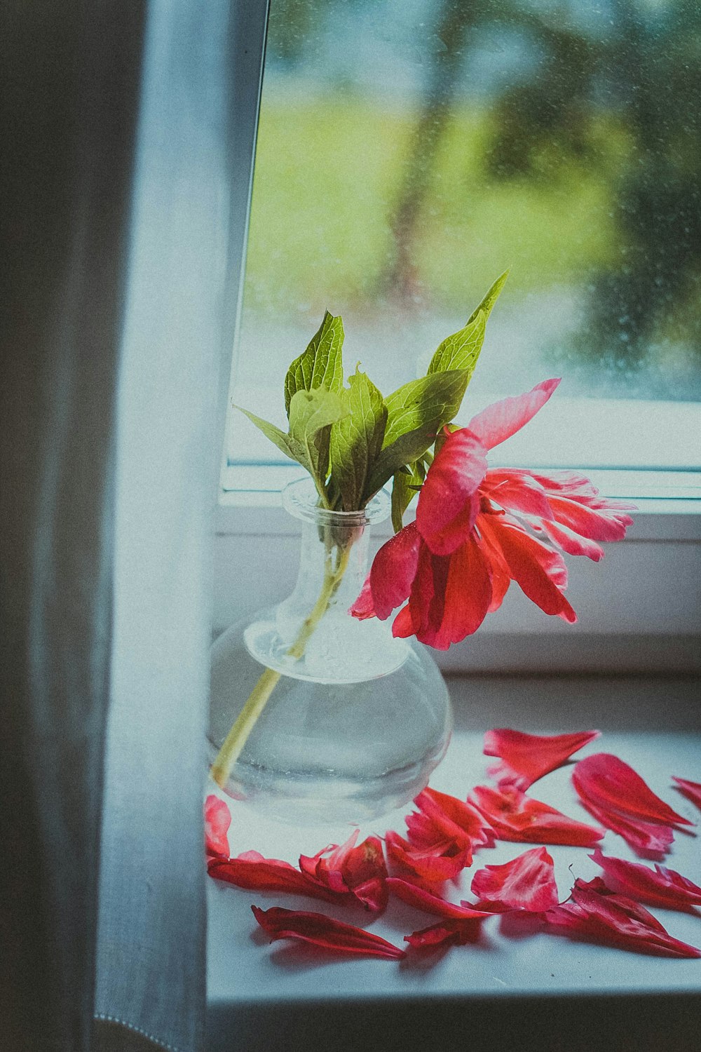flor roja en jarrón de vidrio transparente
