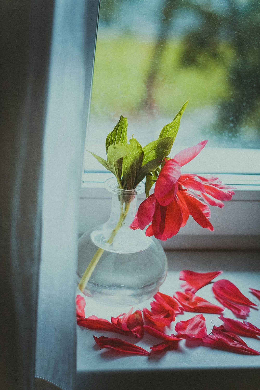 red flower in clear glass vase