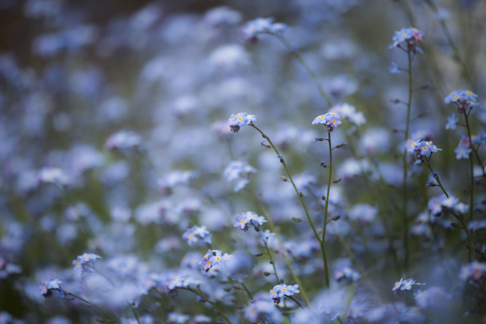 white and purple flowers in tilt shift lens