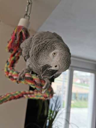 A playful African Grey parrot interacting with colorful toys in a cozy cage.