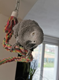 A grey parrot is perched on a colorful braided rope toy. The parrot's feathers are detailed and textured, and it has a keen eye looking towards the camera. Natural light streams in from a window in the background, creating a soft ambiance.