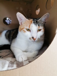 A calico cat is resting comfortably inside a cardboard box with cut-out circles. Its fur is a mix of white, orange, and black, and it is lying on a patterned fabric.