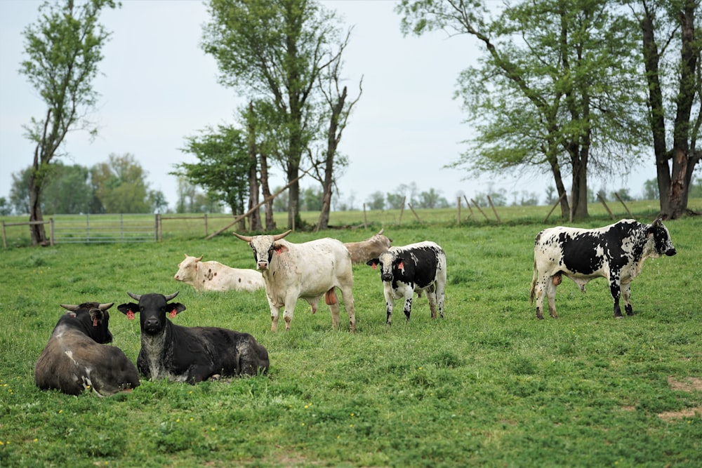 Schwarze und weiße Ziegen auf grünem Rasen tagsüber