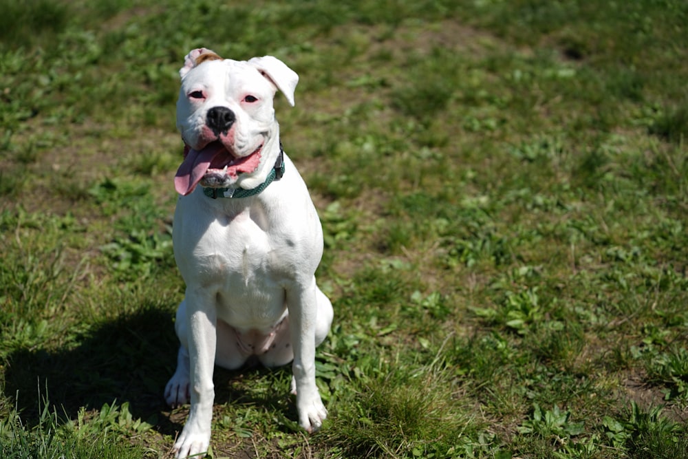 Cucciolo bianco e nero di American Pitbull Terrier che si siede sul campo di erba verde durante il giorno