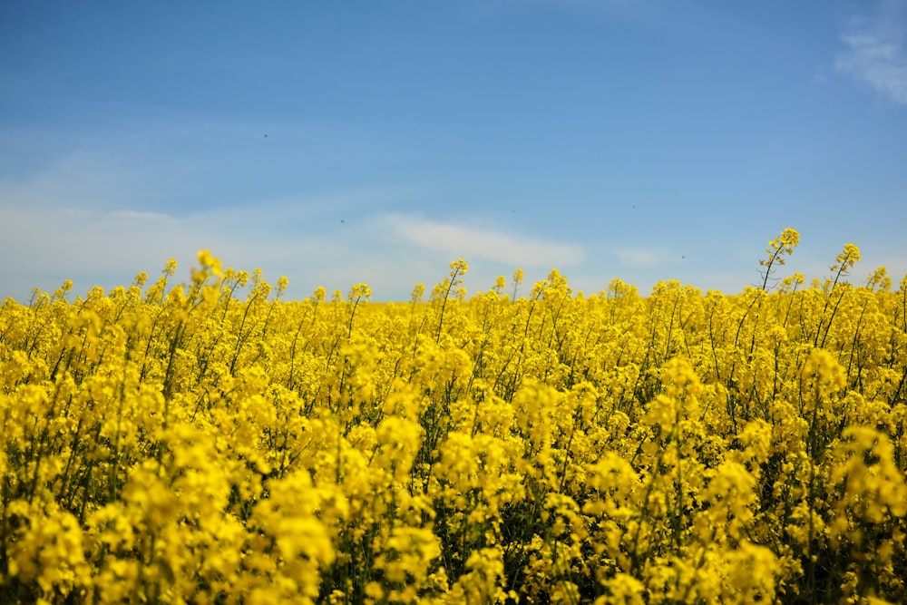 yellow flower field under blue sky during daytime