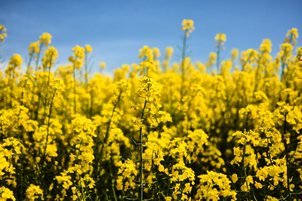 yellow flower field during daytime