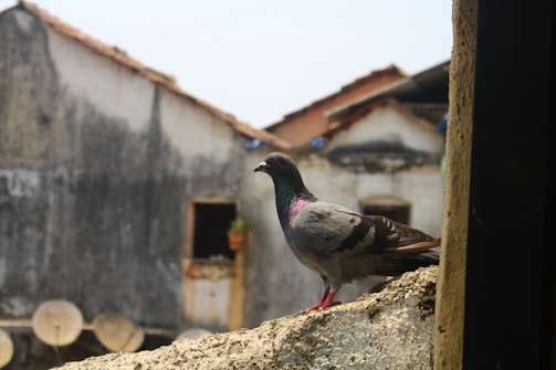 A pigeon is perched on a rough, textured surface set against the backdrop of weathered buildings. The buildings show signs of age and have antennas or satellite dishes on some of their rooftops. The pigeon has dark grey feathers with iridescent green and purple on its neck.