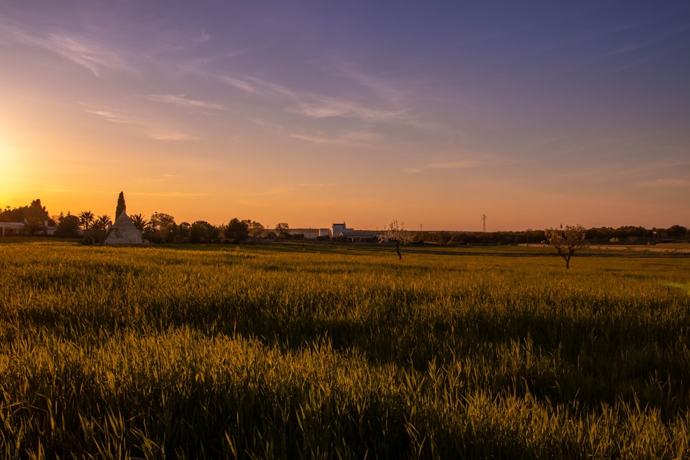 green grass field during sunset