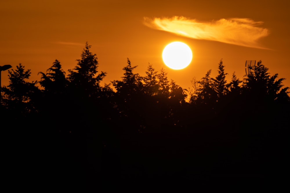 silhouette of trees during sunset