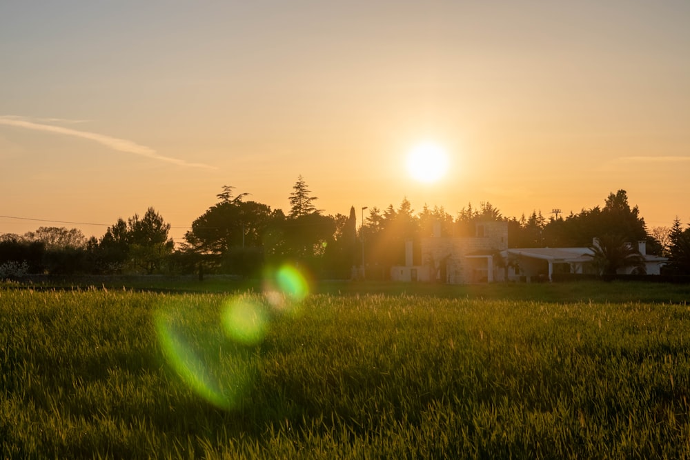 green grass field during sunset