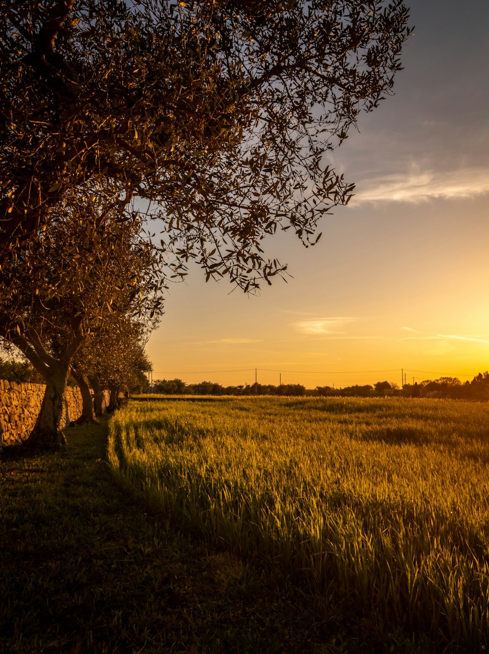 green grass field during sunset