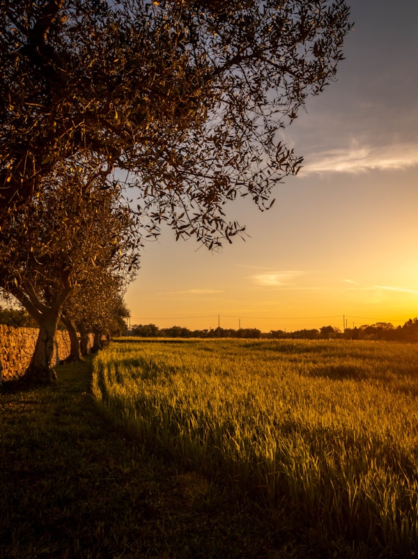 Best Time to Visit Putignano: Weather, Seasons & Ideal Months