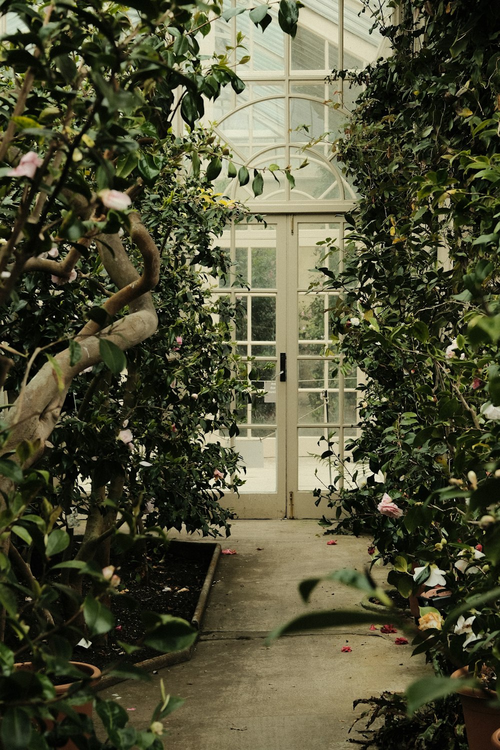 green plants on white wooden frame glass window