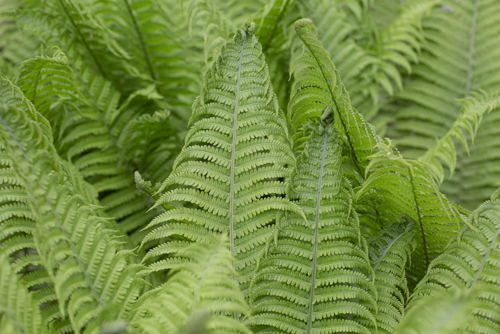 green fern plant in close up photography