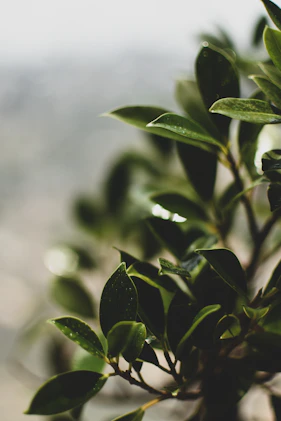 green leaves in tilt shift lens