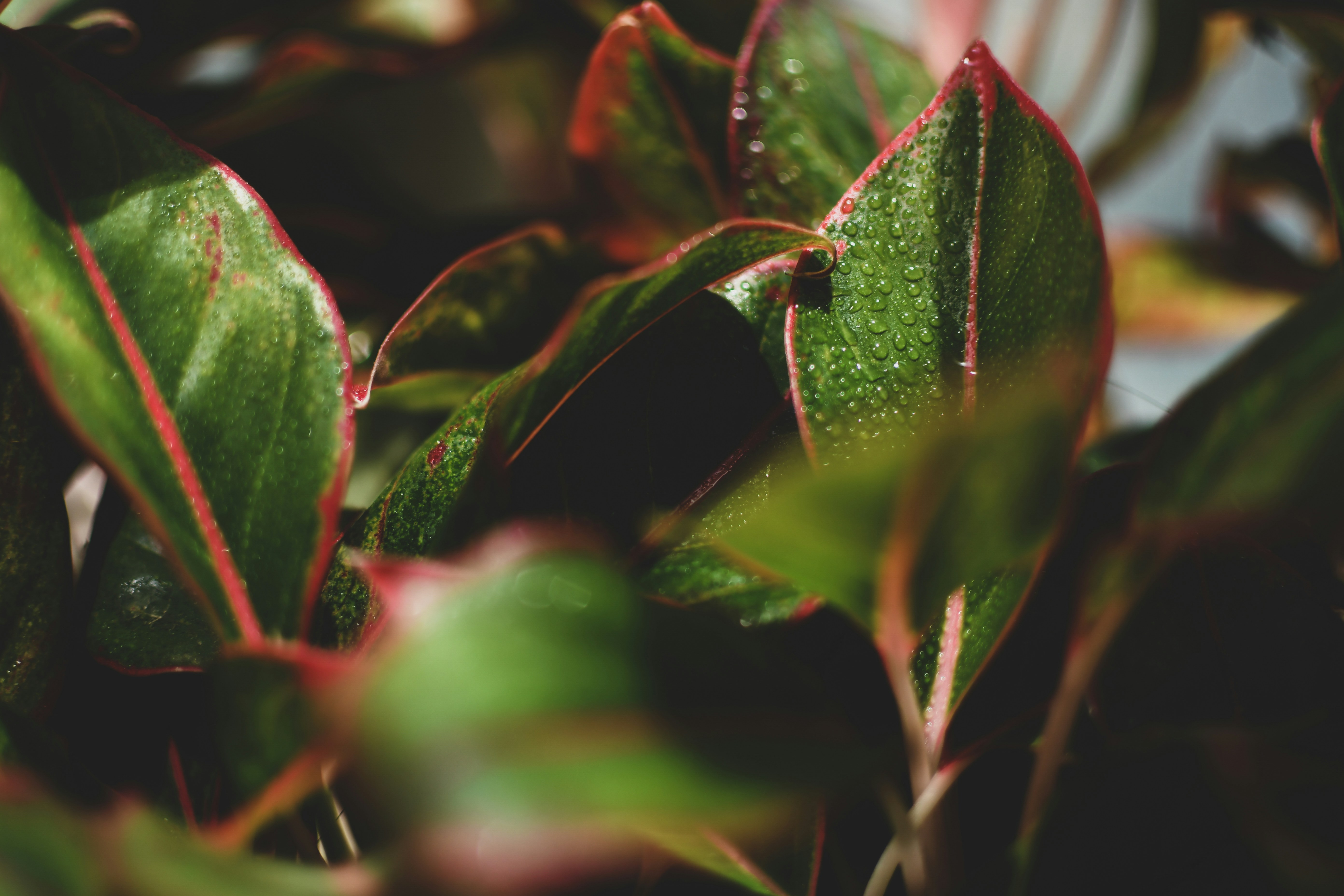 Photo by perventuator