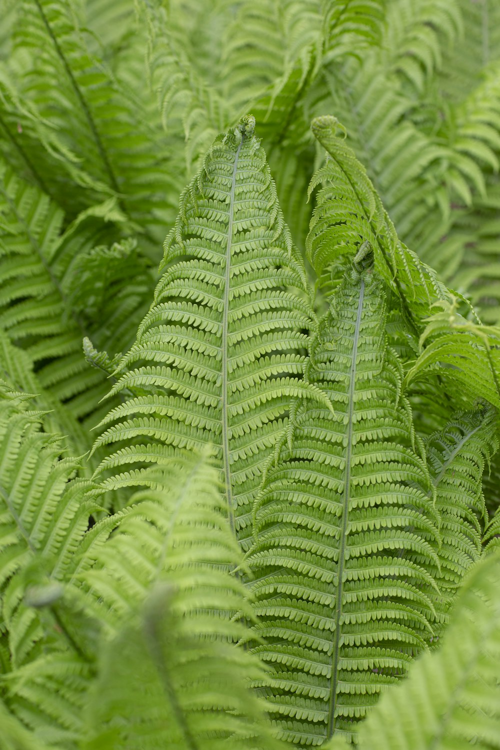 green fern plant in close up photography