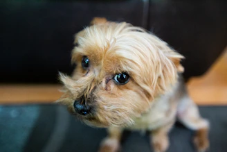 white and brown long coated small dog