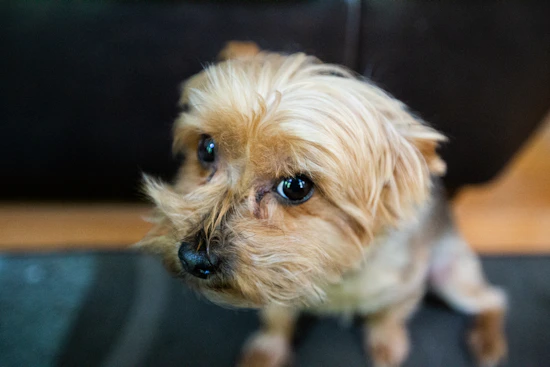 white and brown long coated small dog