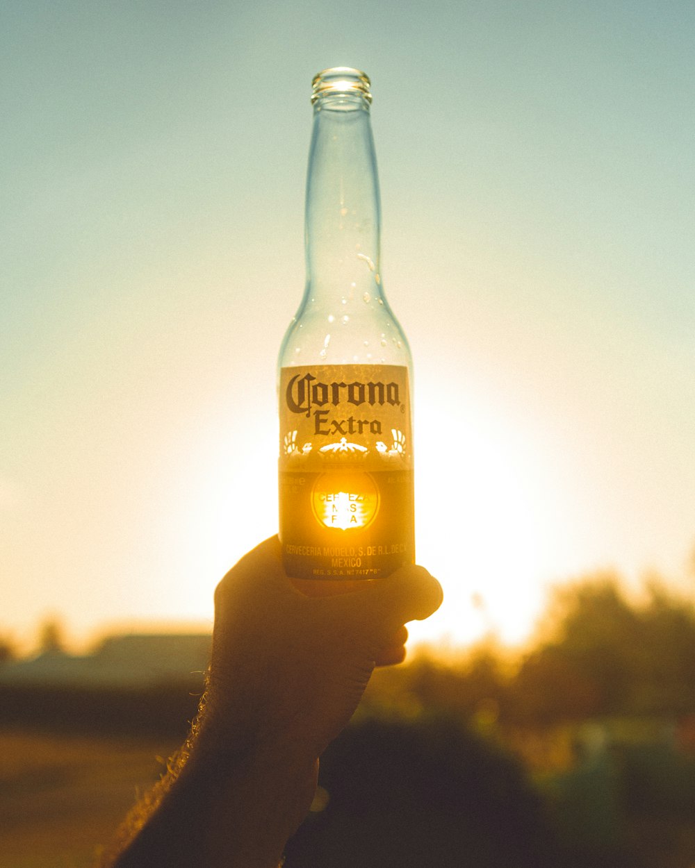 person holding corona extra beer bottle