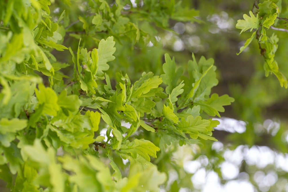 green plant in tilt shift lens