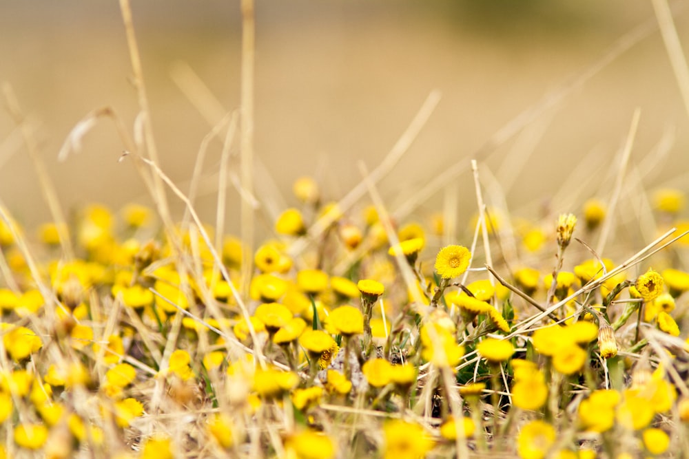 yellow flower field during daytime