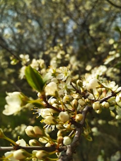 Close-up of blooming flowers symbolizing purity and growth.