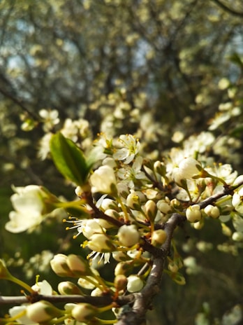 Close-up of blooming flowers symbolizing purity and growth.