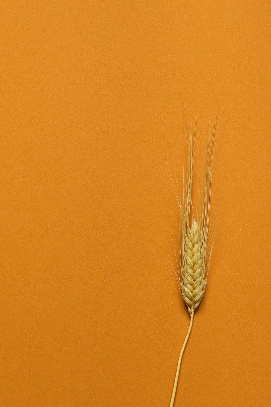 brown wheat in brown wall