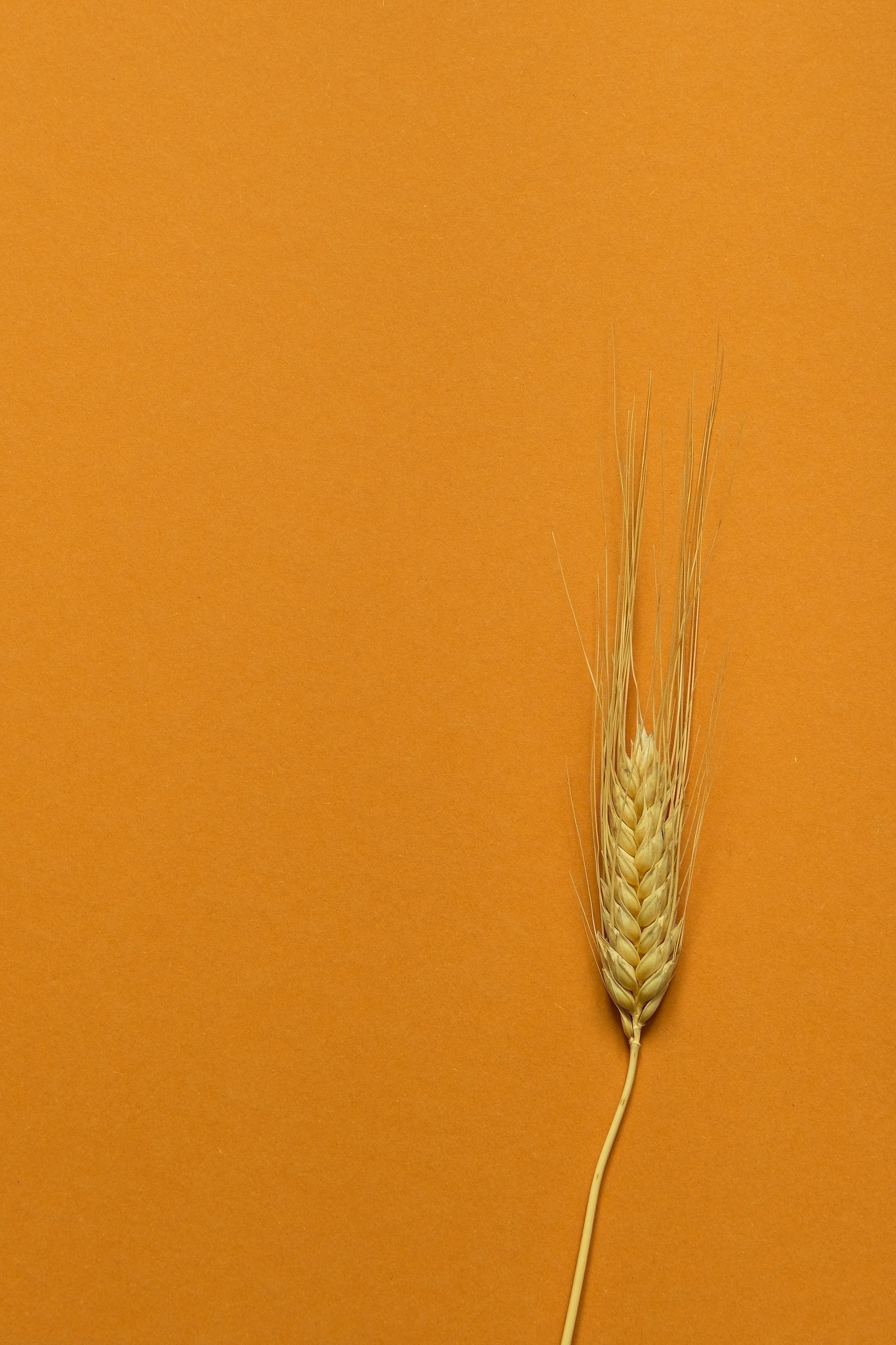 brown wheat in brown wall