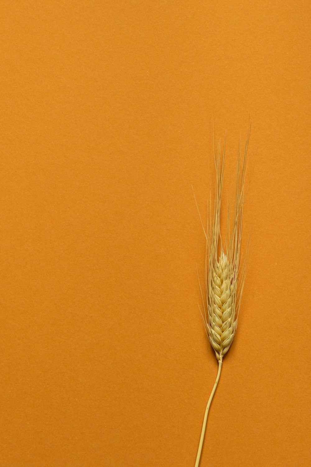 brown wheat in brown wall