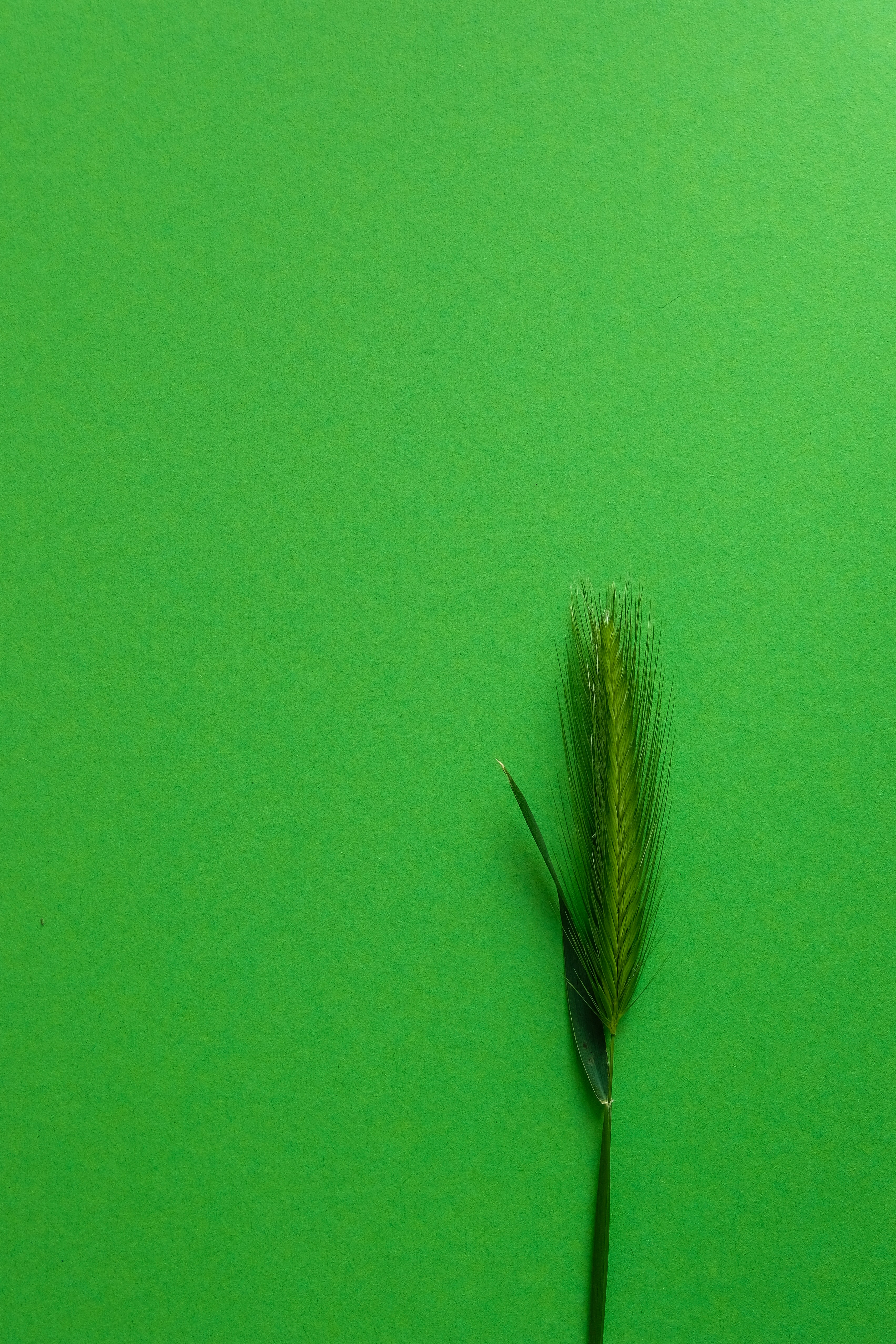pluma verde y marrón sobre textil verde
