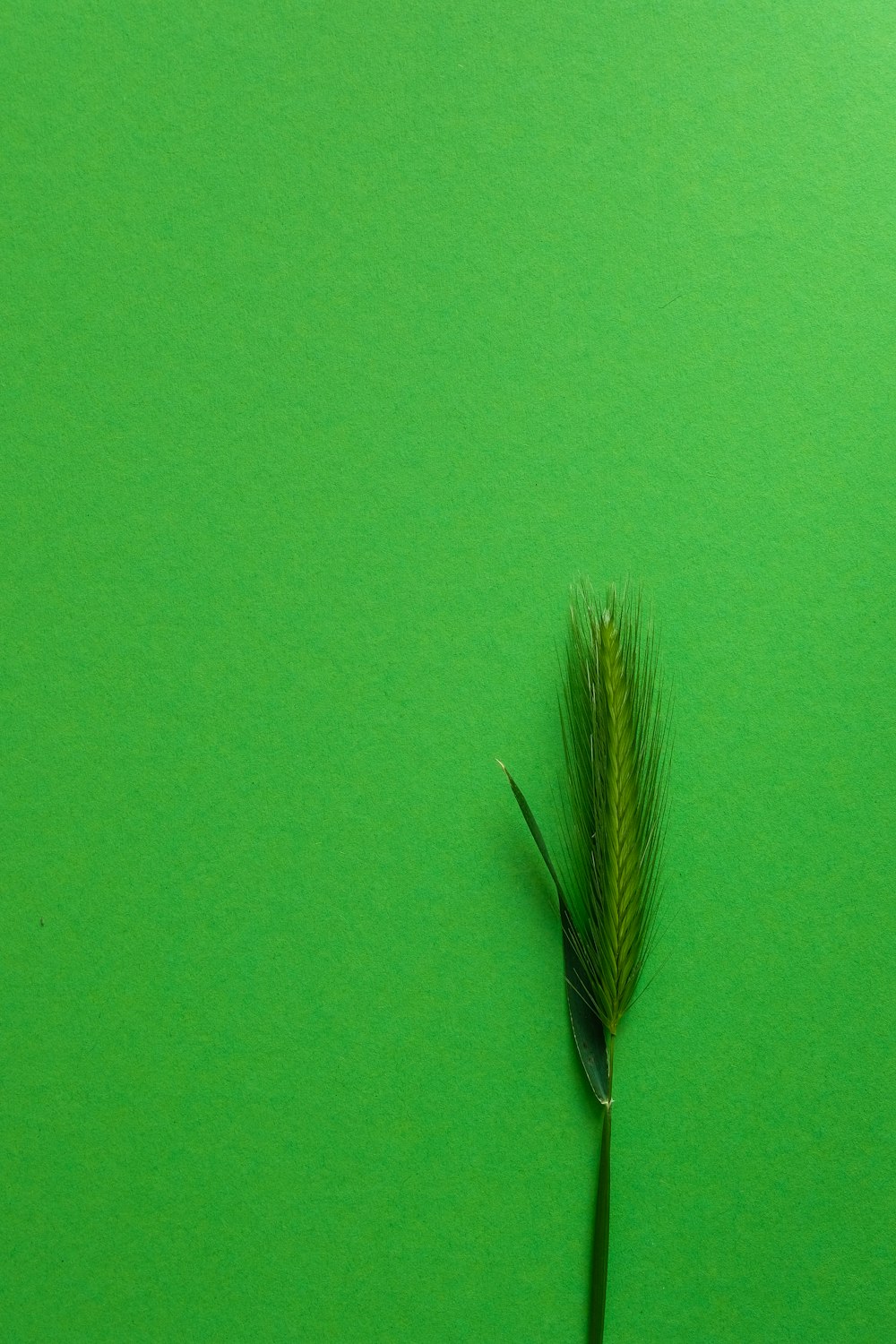 plume verte et marron sur textile vert