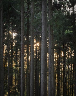 green trees on forest during daytime