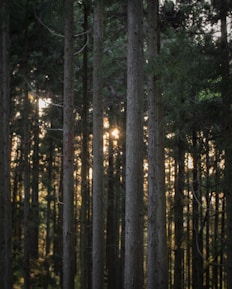 green trees on forest during daytime