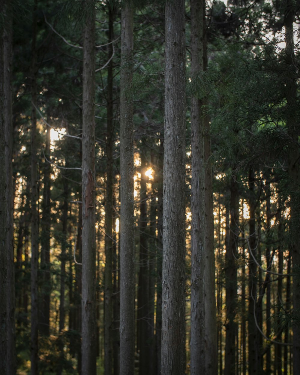 green trees on forest during daytime