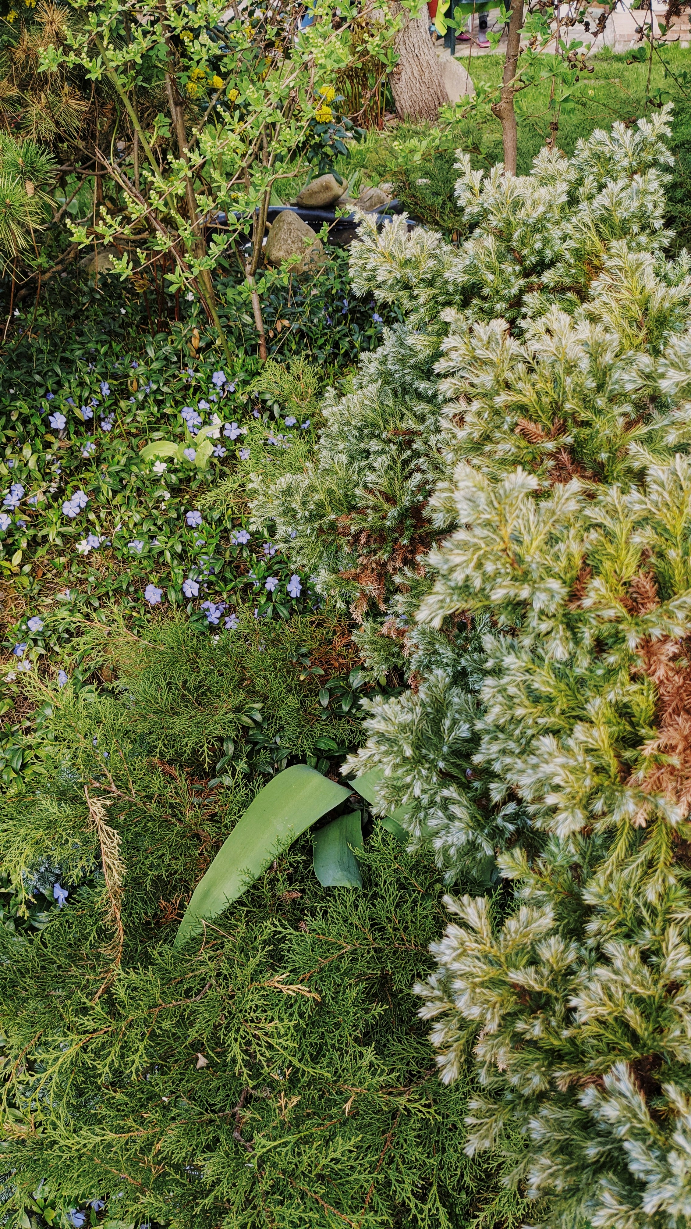 green and yellow leaves on ground
