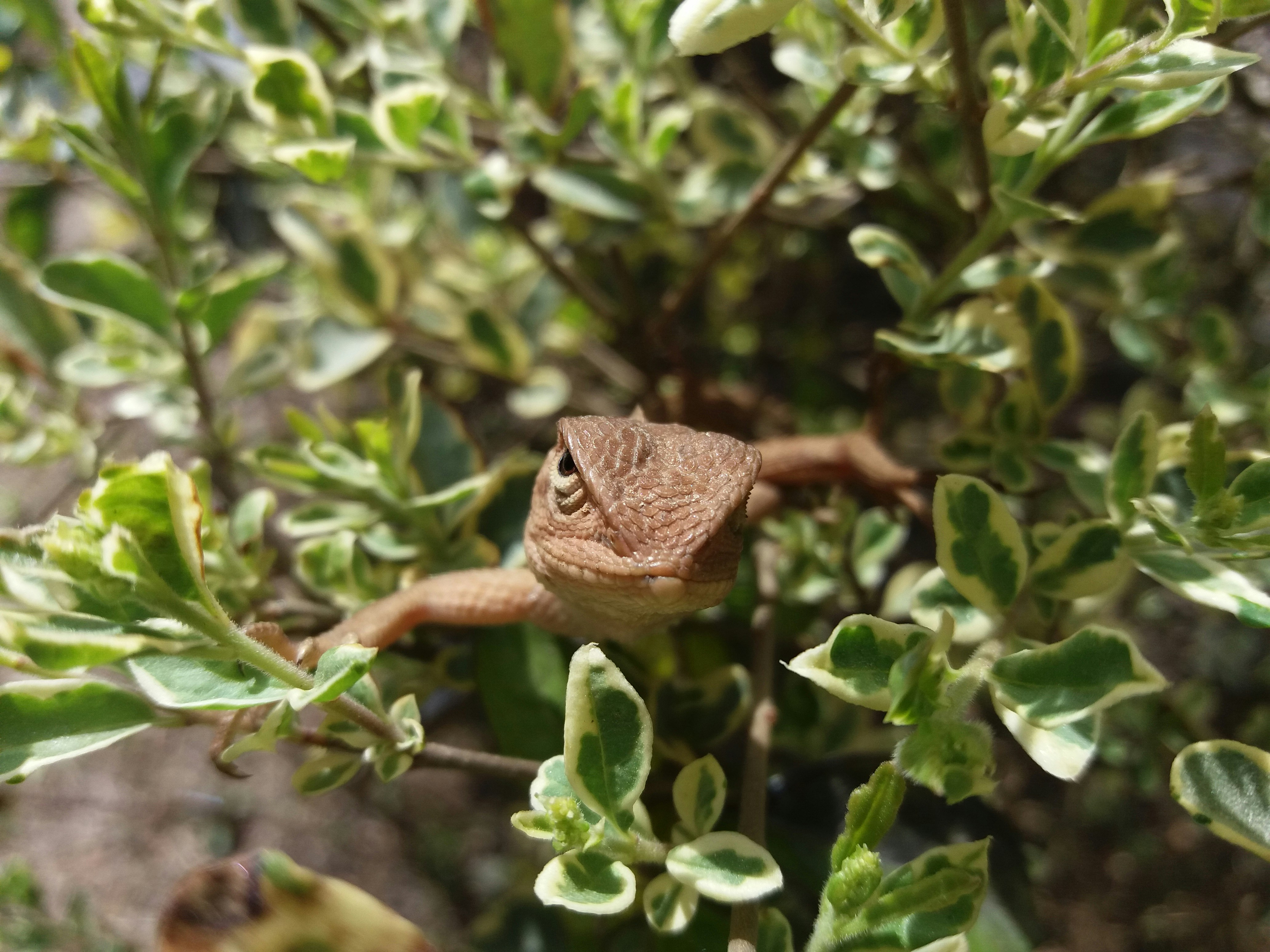 brown lizard on green plant