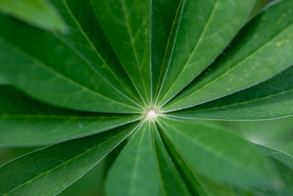 green leaf plant in close up photography