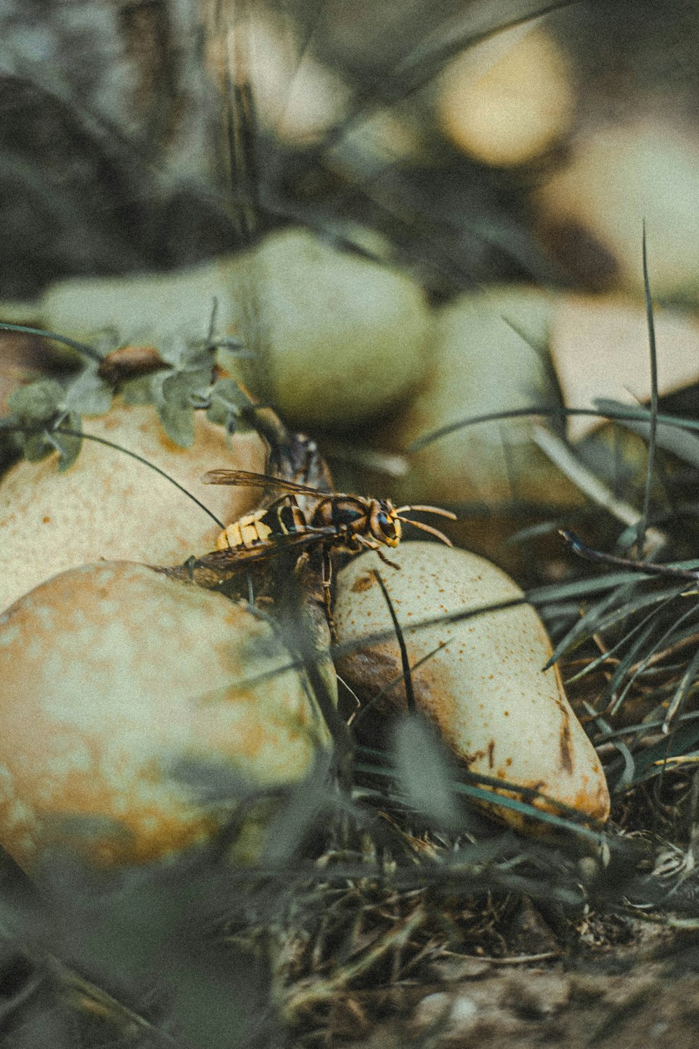 brown spider on brown stone